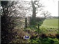 View from Leadgate Farm towards Southley Brook.