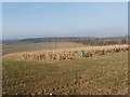 Maize left standing as game bird cover, Flackwell Heath