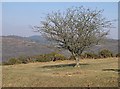 Thorn Bush on Lynch Common