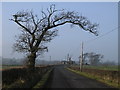 Droopy Tree near Upper Locharwoods