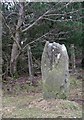 NT5157 : Standing stone, Tollishill by Chris Eilbeck