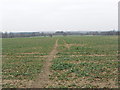 Footpath through crops, near Aldenham