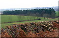 Plantation on Kibblesworth Common