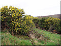 Gorse in Rosemorran Valley