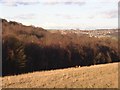 Carr Wood, Farnley Tyas, taken from a footpath in Thurstonland, Yorkshire