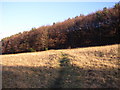 Footpath approaching North Spring Wood, Thurstonland, Yorkshire