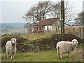 Goats and cottage, Pitmedden