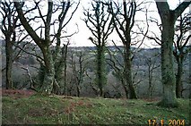 SX6162 : Dendle's Wood - Dartmoor by Richard Knights