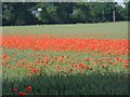 Poppy field at Fornham St Genevieve