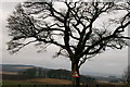 Ahem! Road sign and tree at Kirkbuddo