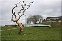 SX5158 : Dead Tree and Footbridge by Tony Atkin