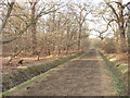 Horse ride, Windsor Great Park