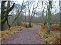 Woodland track by the River Roy