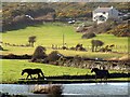 Horses going for a drink