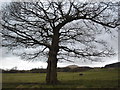 Oak tree near Wilderswood