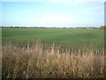 Fields near Deal