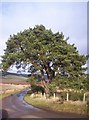 A Lone Scots Pine