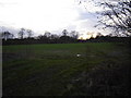 Shrub Croft Copse near Upper Froyle