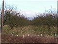 Apple Orchard