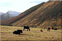 NO2878 : Horses Grazing Upper Glen Clova by Gwen and James Anderson