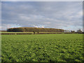 TF8625 : Gallond Plantation, Helhoughton, Norfolk by Rodney Burton
