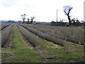 Blackcurrant field, Colkirk, Norfolk