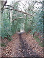 Old Shire Lane beside Newland Park, Chalfont St Giles