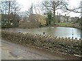 ST8382 : Alderton Duck Pond, with Black Swan by Colin Bates