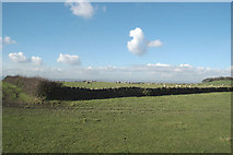 SE2114 : Sheep field and fleecy clouds by Chris Yeates