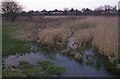 Source of the Alt, wetlands at Huyton