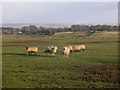 View from Pit House, Brandon Lane