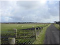 Sheep in pasture at Wild Goose Slack