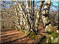 SX8179 : Beech trees, Bearacleave Wood, Bovey Tracey by Derek Harper