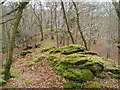 Wooded ridge between Rivers Tavy and Walkham