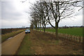 Newly planted hedging near Atterby