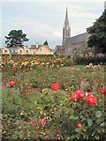 Q8314 : Roses of Tralee by Steve Edge