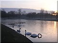 Swans at Sunrise, Alexandra Park