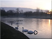 NS6265 : Swans at Sunrise, Alexandra Park by Chris Upson