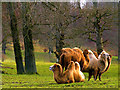 ST8143 : Camels at Longleat by Pam Brophy