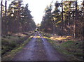 Forestry Track  in the South of Montreathment Forest