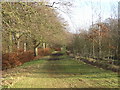 Forest Path on Cathkin Braes