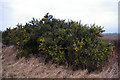 Gorse Hedge in Blossom