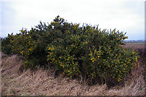 TF0093 : Gorse Hedge in Blossom by David Wright