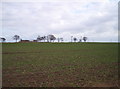 Cabbages, Ruined Barn and Two Masts