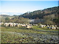 Mill field, Wagtail Farm, Coquet Valley