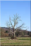 ST5169 : Bare Tree by Adrian and Janet Quantock
