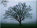 SJ4513 : Tree in winter by Keith Havercroft