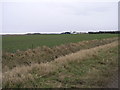 Fields Near Tollingham