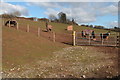 Horses in a field at Prothither near Hoarwithy