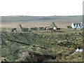 Ruined Croft House and Cattle